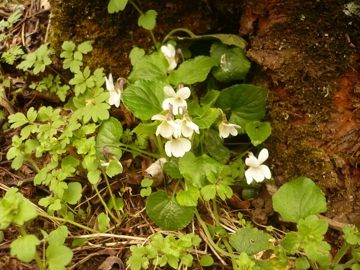 Viola odorata var. incompta (Violaceae)